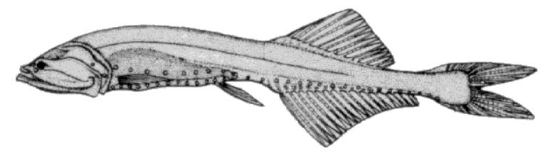 Cyclothone pseudopallida_01.jpg